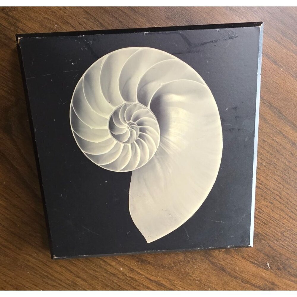 Shell Printed Picture- Jonathan Shuff Photography. Print On Wood 8 x 8